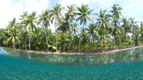 Warm, Clear Water Bathes a Remote, Idyllic, Tropical Beach Lined With Palms Stock Footage 312079161