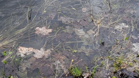 Warm clear waters flow after winter outdoors Stock Footage 91717848