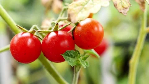 A warm close view of fully ripe red cherry tomatoes Stock Footage 208290121