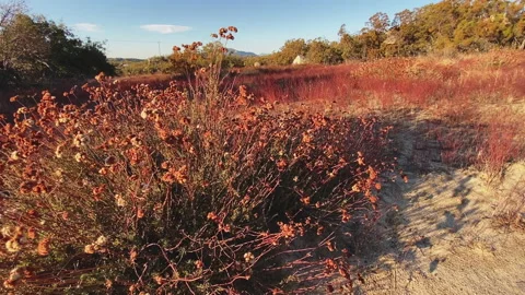 Warm colored shrub at sunset  at the hills of Aguanga at fall, Stock-Footage 219411173