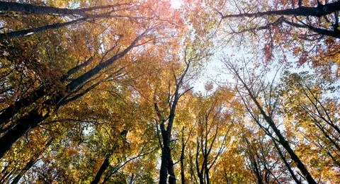 Warm colors foliage during autum Stock Photos