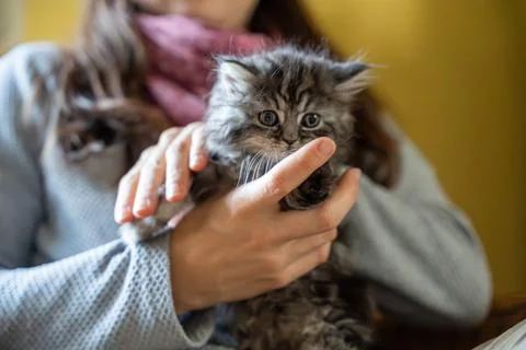 Warm Cuddle with a Fluffy Tabby Kitten Stock Photos