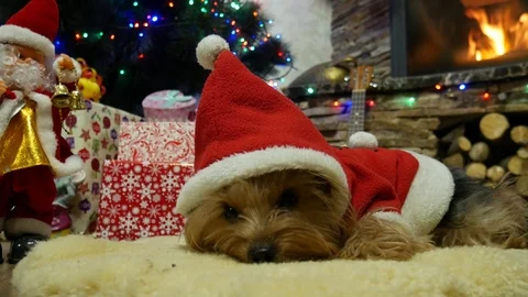 Warm cute place and pet relaxing Stock Footage 99490414