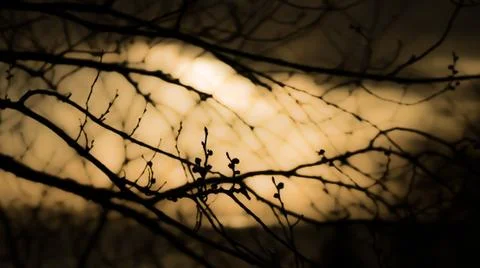 Warm day branch Stock Photos