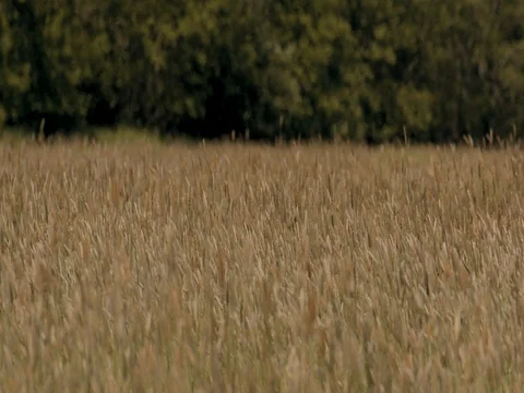 Warm Day Long Grass Blowing With Wind Stock Footage 76410902