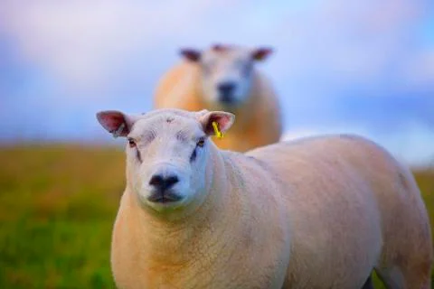 Warm day sheep close up face  Stock Photos