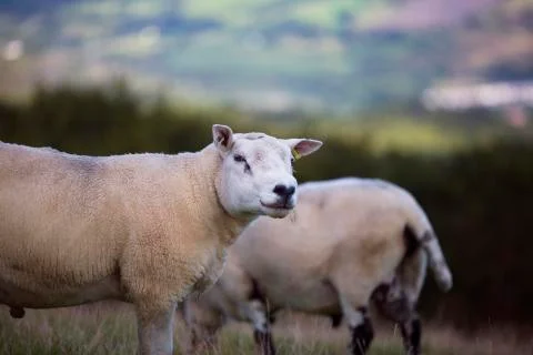 Warm day sheep  Stock Photos