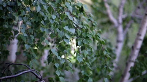 Warm evening birch Stock Footage 50444106
