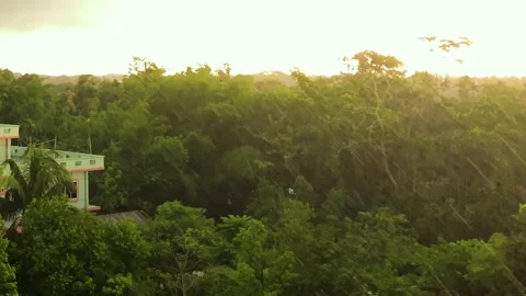 Warm evening light breaks through falling rain over a dense green canopy in Stock Footage 345866539