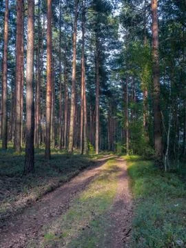 Warm evening light reflecting on forest path. Stock Photos