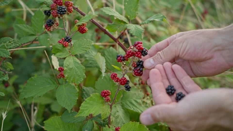On a warm evening, men's hands pluck wild blackberries from the bushes. Stock Footage 242597828
