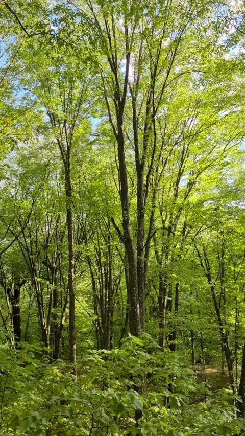 Warm Evening Sunlight Illuminates Forest as Leaves Turn Yellow-Green. Verti.. Stock Footage 291067203