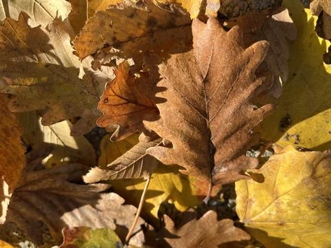 Warm fall foliage texture with oak leaves Stock Photos