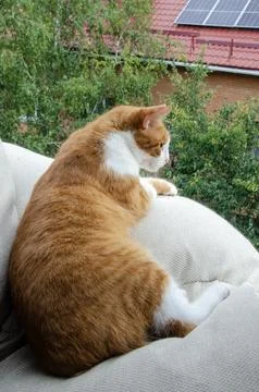 A warm, fluffy creature rests on a soft beige sofa indoors. Stock Photos