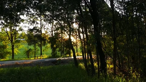 Warm Forest in Afternoon Sun - Far away Stock Footage 87767768