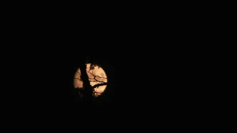 Warm Full Moon Rising Through Mossy Trees Video stock 143165140