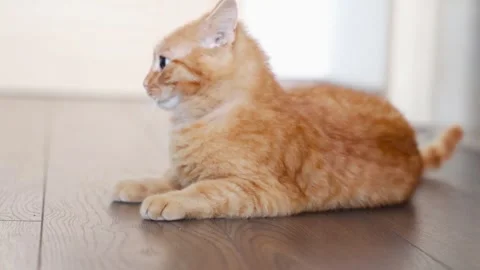 Warm ginger cat rests near floorboards Stock Footage 333266031
