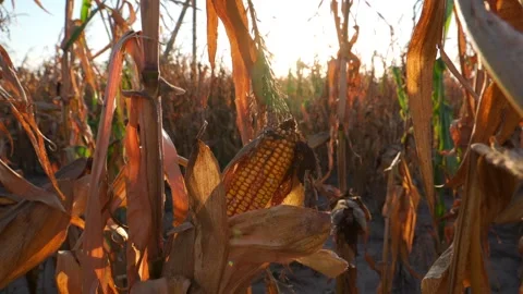 The warm glow of the setting sun illuminates a cornfield during early autumn. Stock Footage 286990777