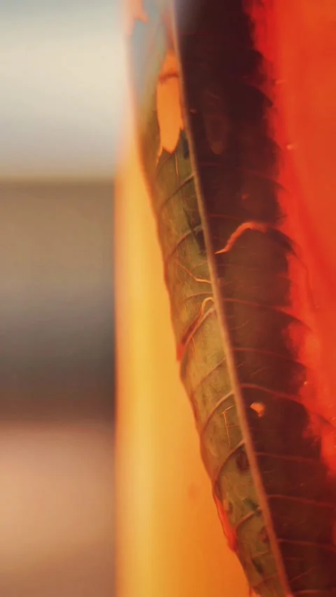 Warm Glow on a Single Leaf Backlit by Golden Light in a Glass Tea Container Stock Footage 341524052