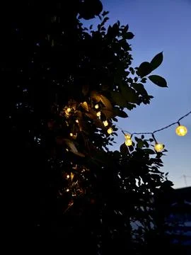 Warm Glowing String Lights Amidst Garden Foliage Stock Photos