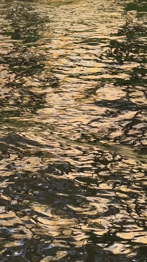 Warm golden highlights and reflections of sunset light on dark water surface  Stock Footage 328918350