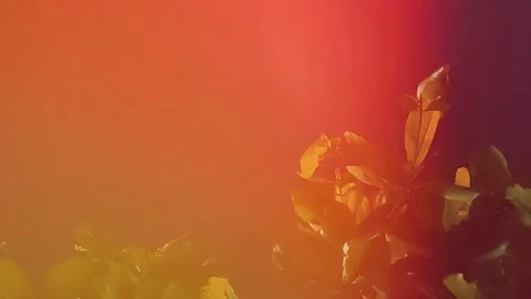 Warm Golden Light Motion Background Stock Footage 319405647