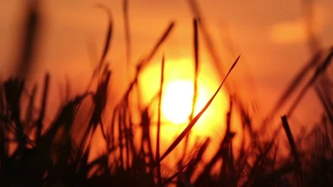 Warm golden sun setting behind silhouette summer grass Stock Footage 72551183