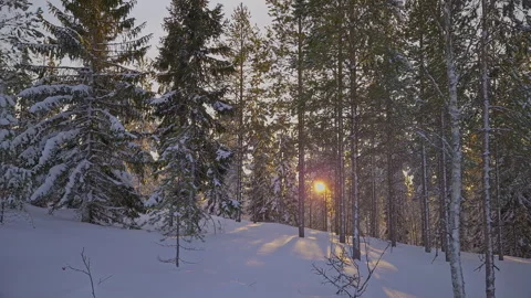 Warm golden sunlight filtering through snow laden pine and fir branches, ca.. Stock Footage 299012448