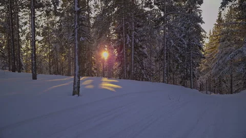 Warm golden sunlight filtering through snow covered pine trees, illuminatin.. Stock Footage 299013649