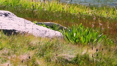 Warm High Alpine Plants Along a Lake Stock Footage 251370824