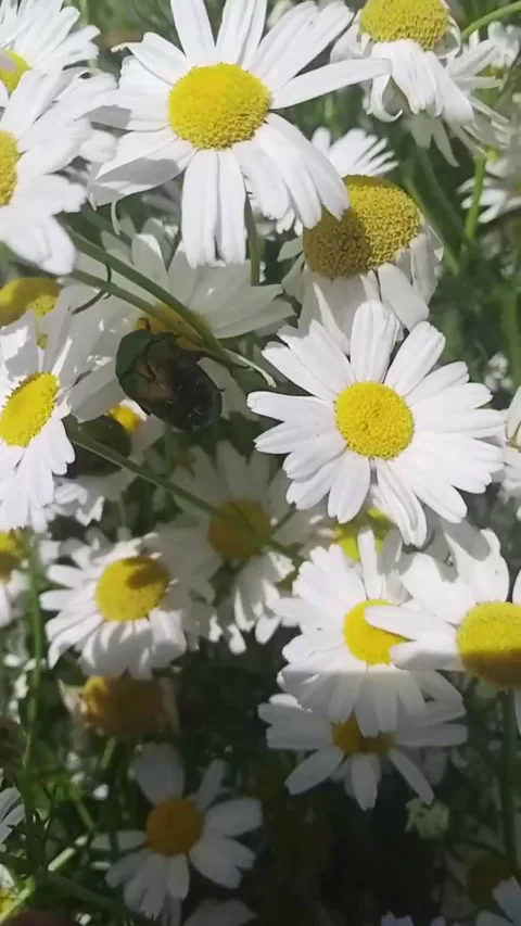 Warm July Stock Footage 312681133