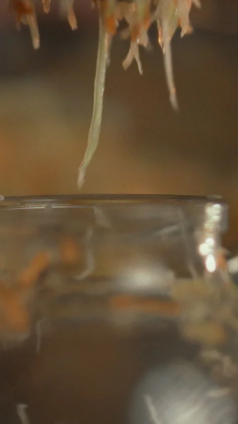 In a warm kitchen a hand gently scoops shredded cabbage into a clear glass j Stock Footage 334398611