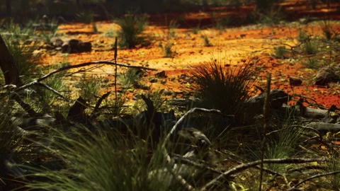 Warm landscape with grass and rocks under bright sunlight in forest area Stock Footage 338324308