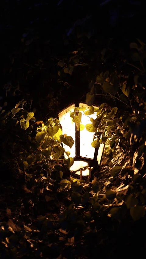 Warm lantern in dark leaves Stock Footage 335142027