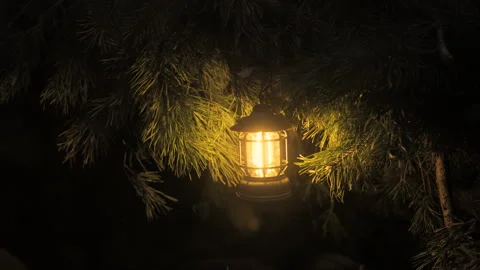 Warm lantern glow among pine branches at night Video stock 308785785