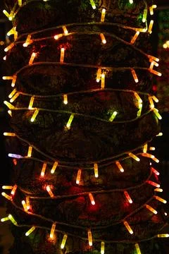 Warm LED string lights wrapped around tree bark at night Stock Photos