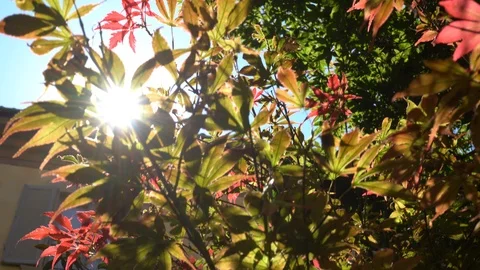 WARM LENS FLARE Vídeos de archivo 102543271