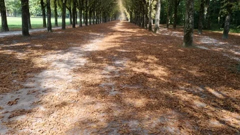 Warm light in autumn forest. Video stock 220862189