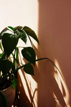 The warm light casts long, intriguing shadows of a plant on a orange wall Stock Photos