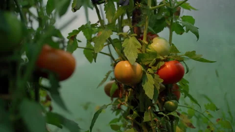 Warm light shine on branches ripe tomato vegetables Stock Footage 158492514