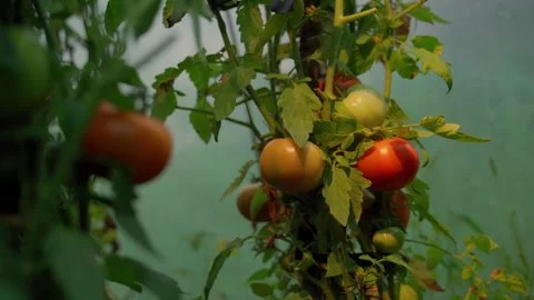 Warm light shine on branches ripe tomato vegetables Stock Footage 158492772