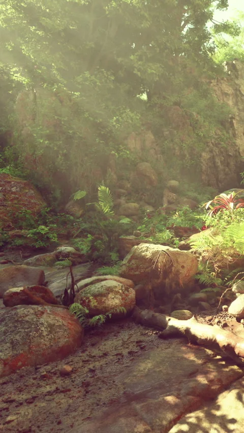 Warm light shining on rocks and plants near a small stream in a forest setting Stock Footage 341257641