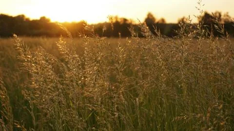Warm light from sunset in the meadow Stock Photos