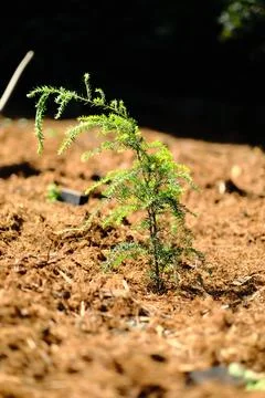 Warm light through evergreen trees Stock Photos