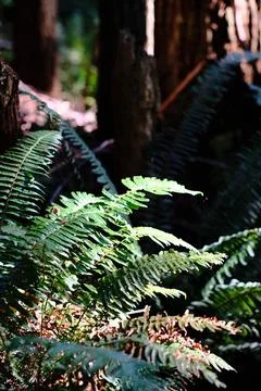 Warm light through evergreen trees 2 Stock Photos