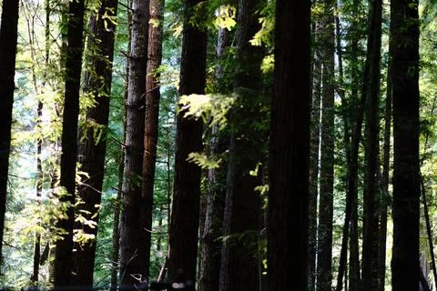 Warm light through evergreen trees 3 Stock Photos