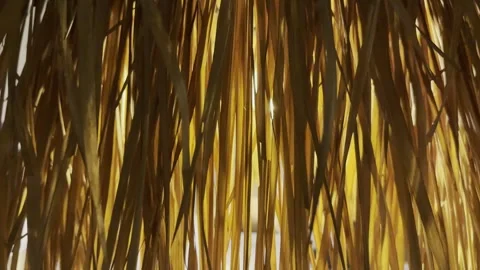 Warm Light Through Swaying Dried Palm Leaves Tropical Background Stock Footage 339462134