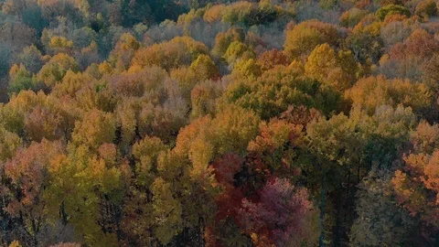 Warm light on treetops in Ulster County, New York 库存影片 99070579