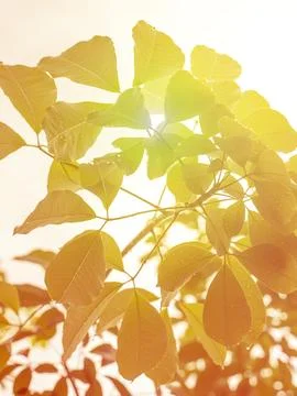 Warm light under the shade. Stock Photos