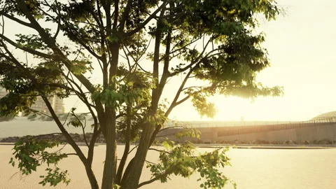 The warm morning sun dramatically casting intense rays through a large tree Stock Footage 233532225